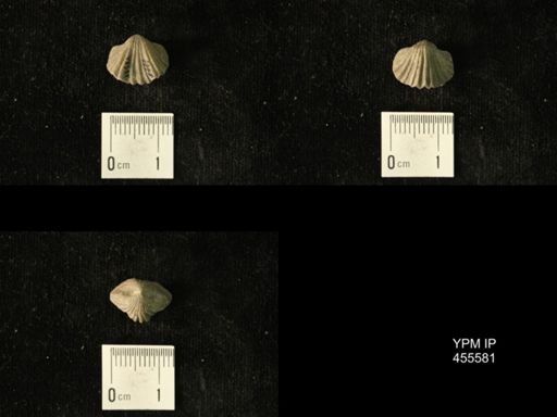 Platystrophia laticosta