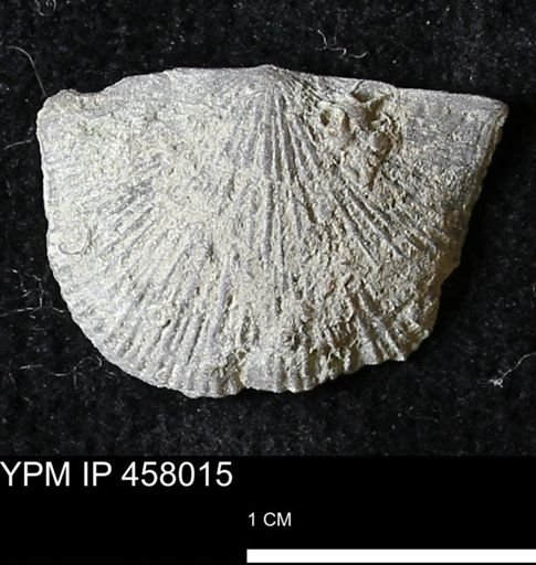 Strophodonta sp.