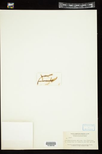 Herposiphonia secunda
