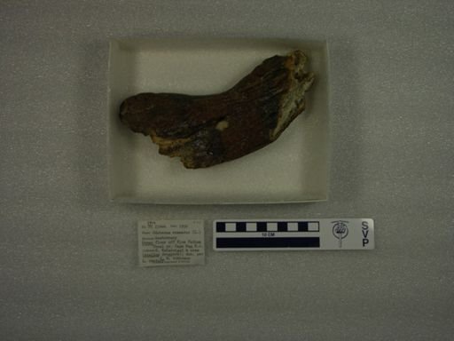 Odobenus rosmarus