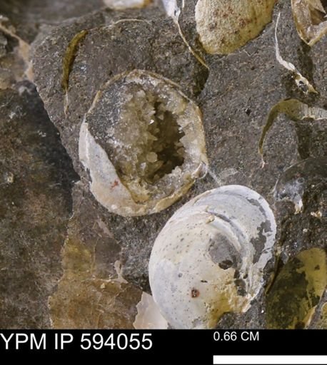 Limopsis? striatopunctatus