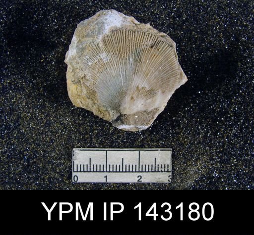 Derbya hemisphaerica