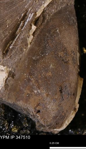 undet. Bivalvia