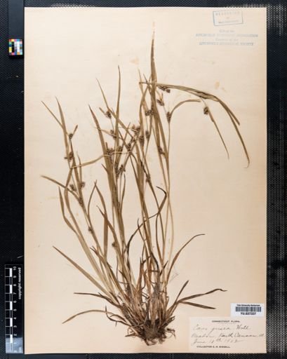 Carex grisea