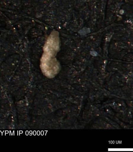 Ammobaculites obliquus
