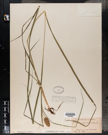 Carex squarrosa