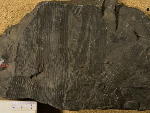 Calamites sp.