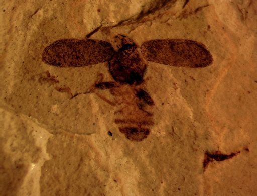 undet. Coleoptera