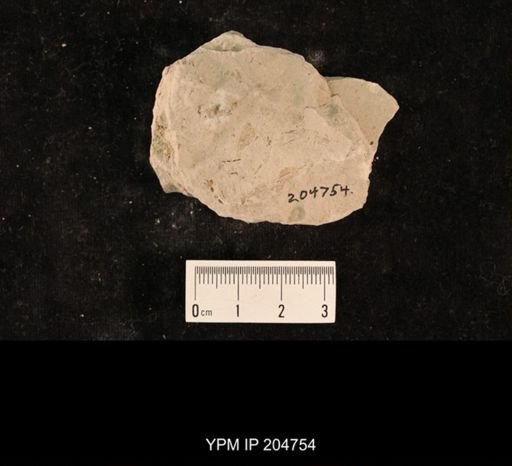 Chelopterum peregrinum