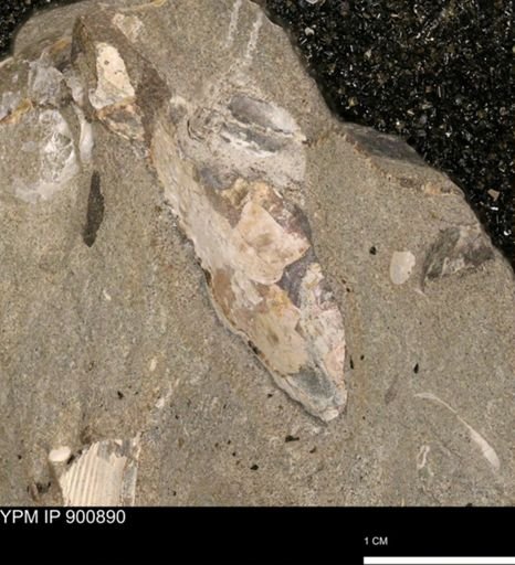 undet. Ammonoidea