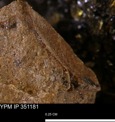 undet. Mollusca
