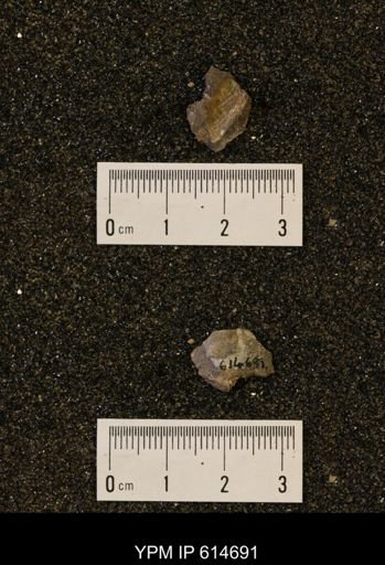 Oxytoma (Hypoxytoma) nebrascana