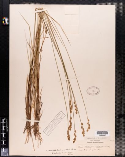 Carex cephalantha