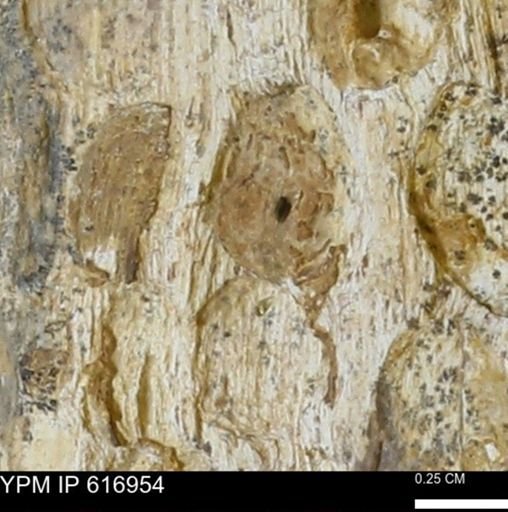 Teredo sp.