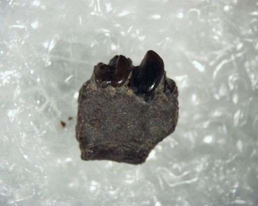 Tetonius sp.