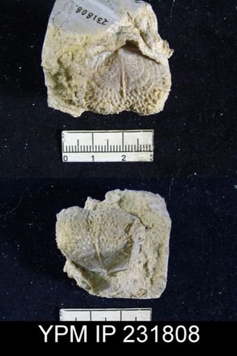 Juresania nebrascensis