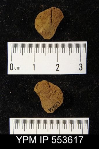 undet. Brachiopoda