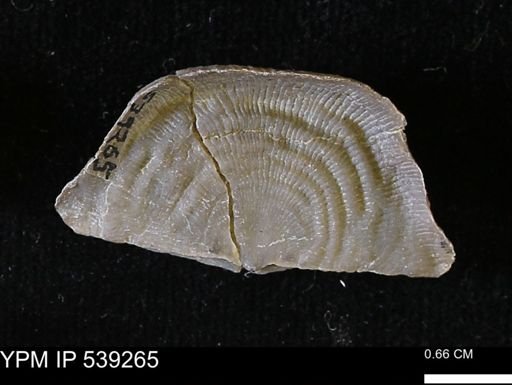 Leptaena rhomboidalis tenuistriata