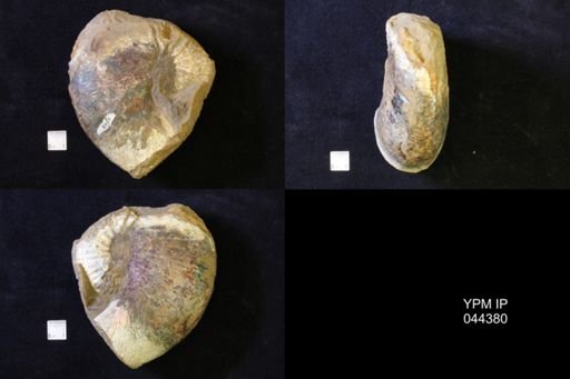Jeletzkytes nebrascensis