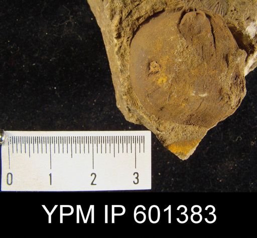Orthis vulvaria