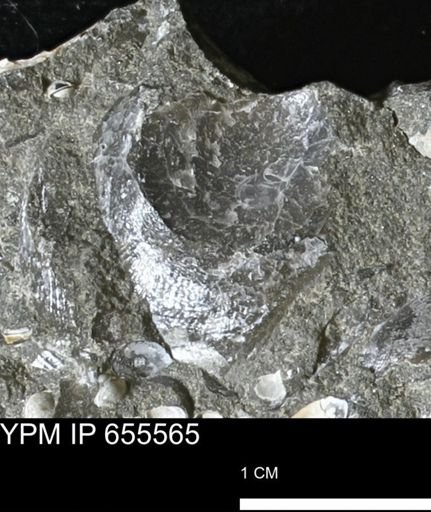 Oxytoma (Hypoxytoma) nebrascana