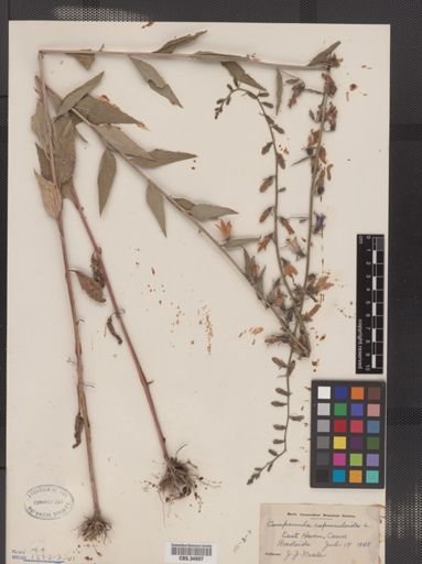 Campanula rapunculoides