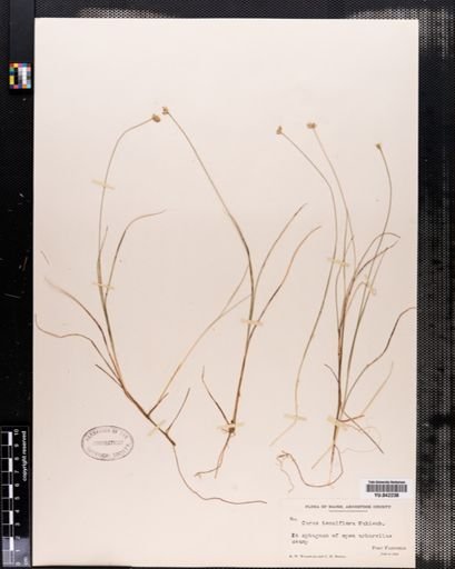 Carex