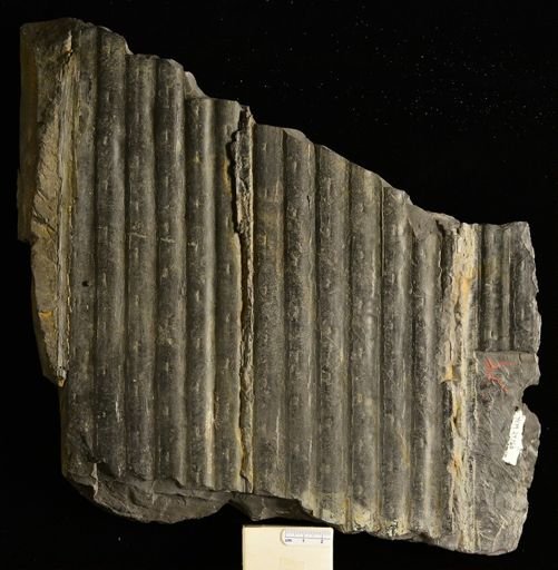 Sigillaria sp.