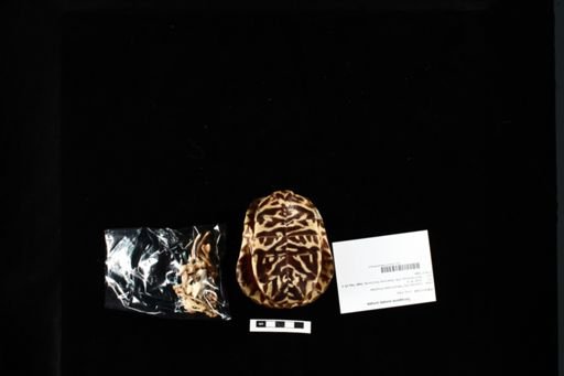 Terrapene ornata ornata