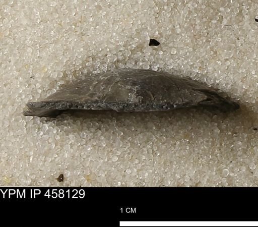 Pholidostrophia iowaensis