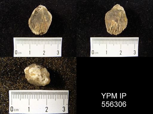 Rhynchonella campbellana