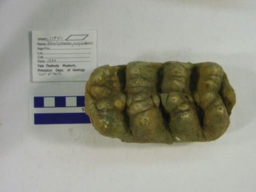 Tetralophodon punjabiensis