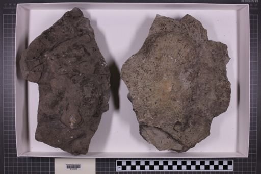 mixed taxa, stratigraphic collection