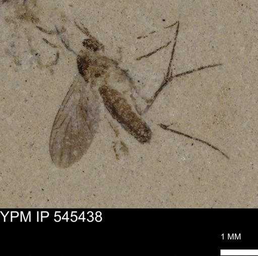 undet. Diptera