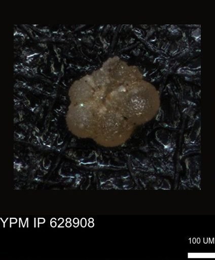 undet. Foraminiferida