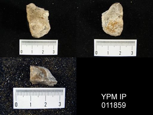 Aulosteges medlicottianus