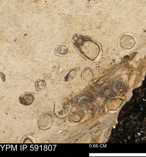 Serpulidae