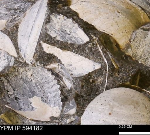 Limopsis? striatopunctatus
