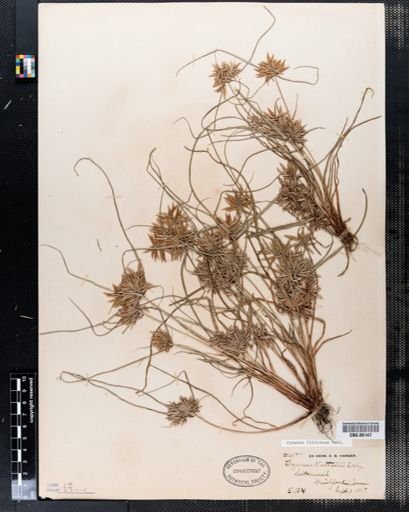 Cyperus nuttallii