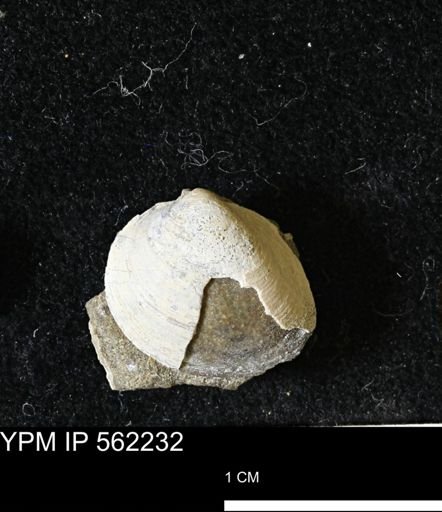 Limopsis striatopunctatus