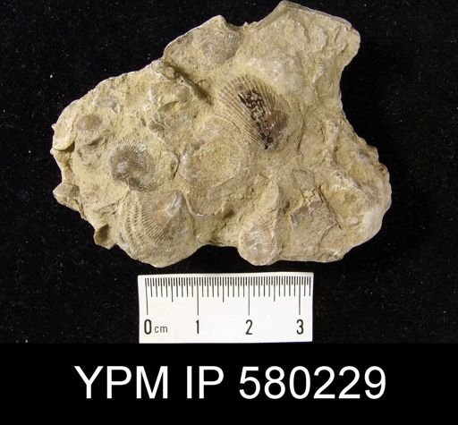 undet. Atrypida