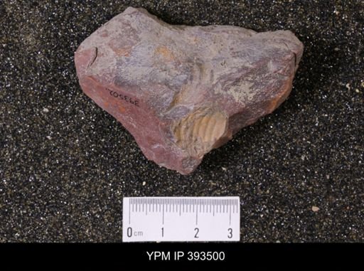 Scaphites sp.