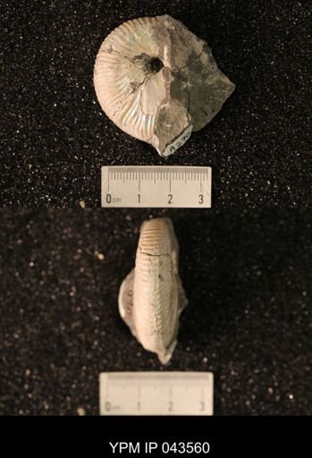 Hoploscaphites nicolletii