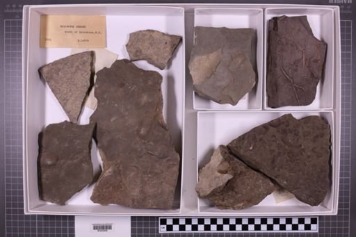 mixed taxa, stratigraphic collection