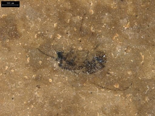 taxon undetermined