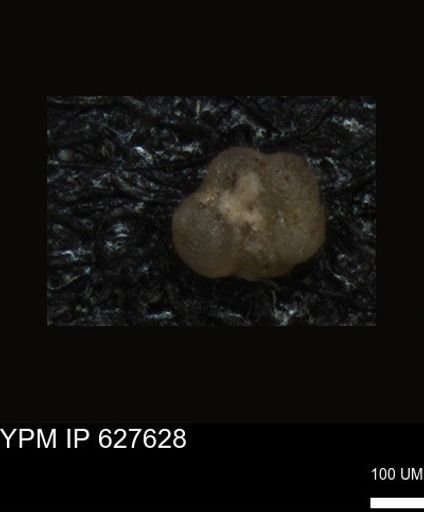 undet. Foraminiferida
