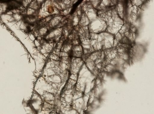 Clathria fasciculata