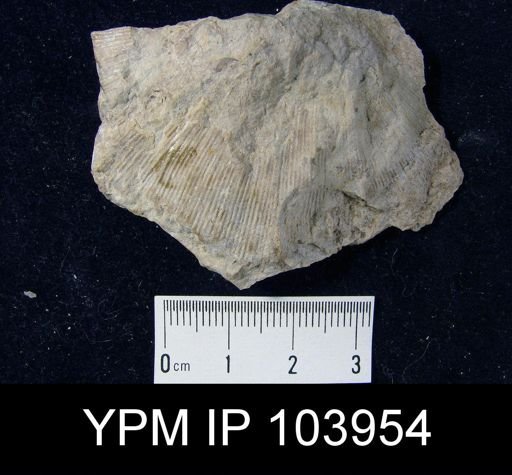 Leptostrophia magnifica