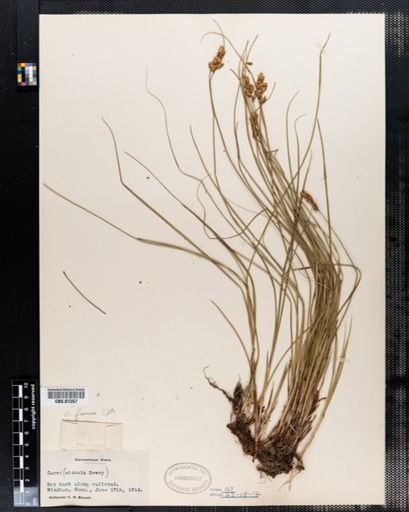 Carex siccata