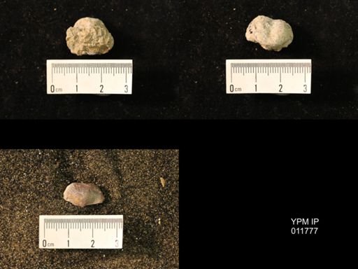 Marginifera wabashensis
